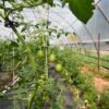 Tomato plants, greenhouse farming